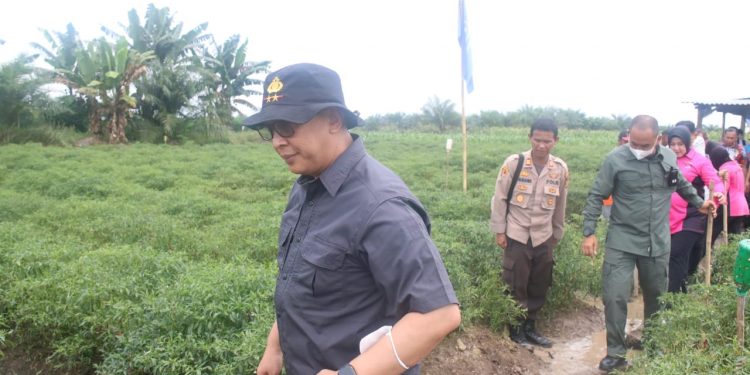 Kapolda meninjau kawasan pertanian cabai di Kumpeh. (Foto : Humas Polda Jambi)