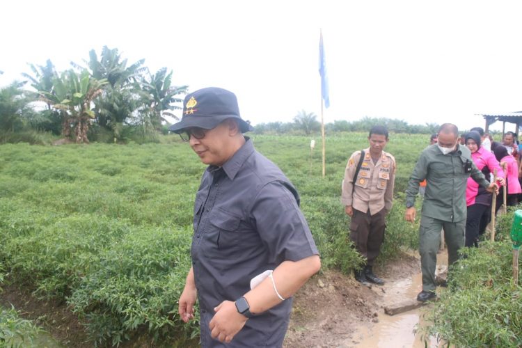 Kapolda meninjau kawasan pertanian cabai di Kumpeh. (Foto : Humas Polda Jambi)