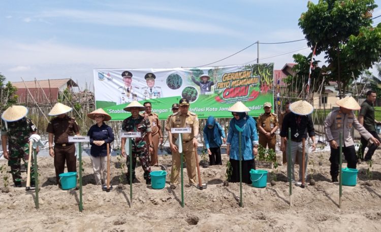 Fasha saat menanam cabai serentak. (Foto : Rolan - sinarjambi.com)