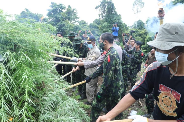 BNN RI musnahkan ganja di Aceh. (Foto : ist)