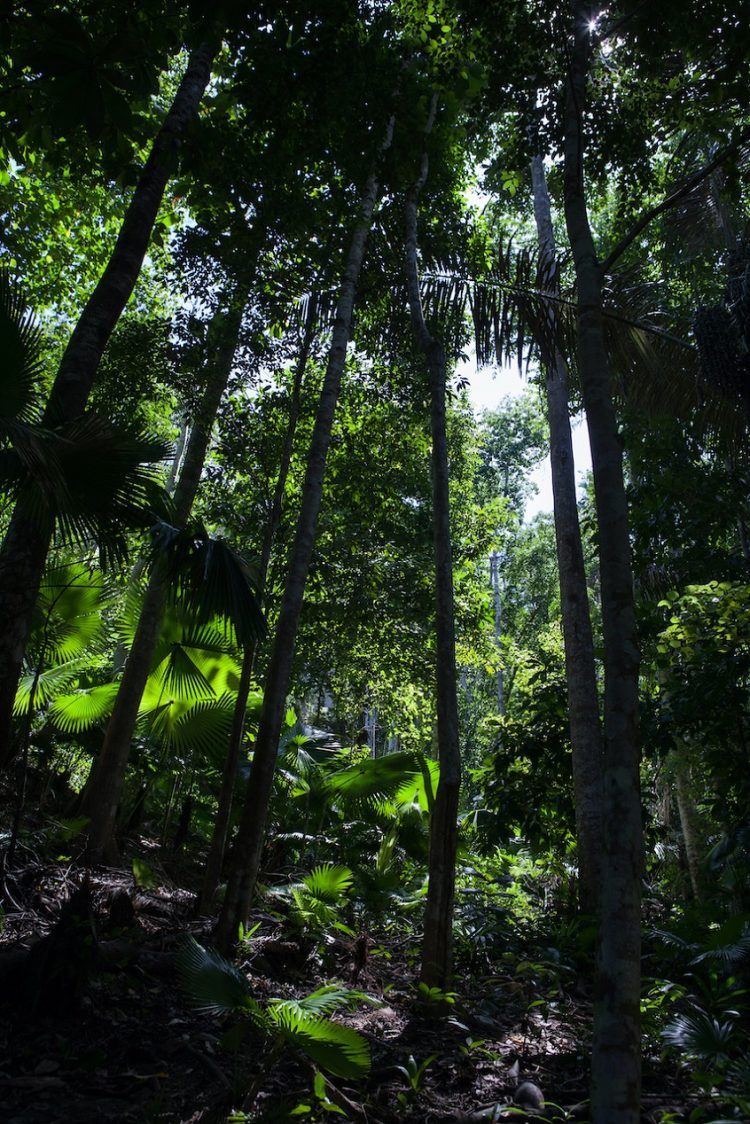 Indonesia Terima 46 Juta Dolar AS untuk Aksi Iklim dan Pengelolaan Hutan Berkelanjutan. (Foto : ist)