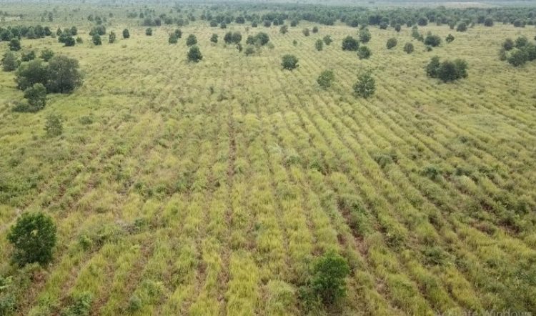 SKK Miga-PetroChina Hijaukan Ratusan Hektar Hutan Gambut dan Hutan Kota. (Foto : ist)