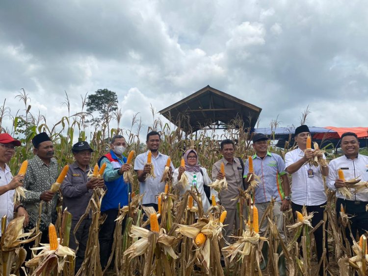 Kelompok Tani Binaan SKK Migas - Pertamina EP Jambi Field Gelar Panen Raya Jagung. (Foto : ist)