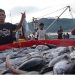 Sistem Resi Gudang Diminati Nelayan, Registrasi Resi Gudang Komoditas Ikan Meningkat Tajam. (Foto : ist)
