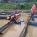 Basarnas Jambi mencari korba tenggelam karena tersengat listrik. (Foto : ist)