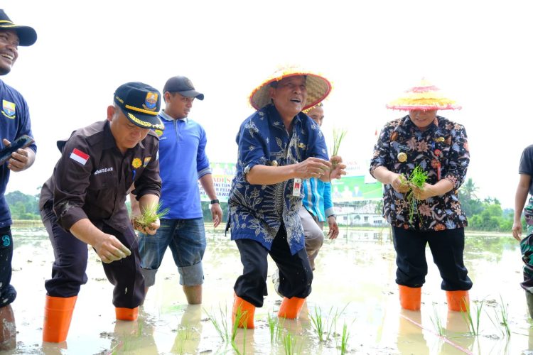 Wagub Sani Tanam Padi Bersama Kelompok Tani Desa Pasar Pelawan. (Foto : ist)