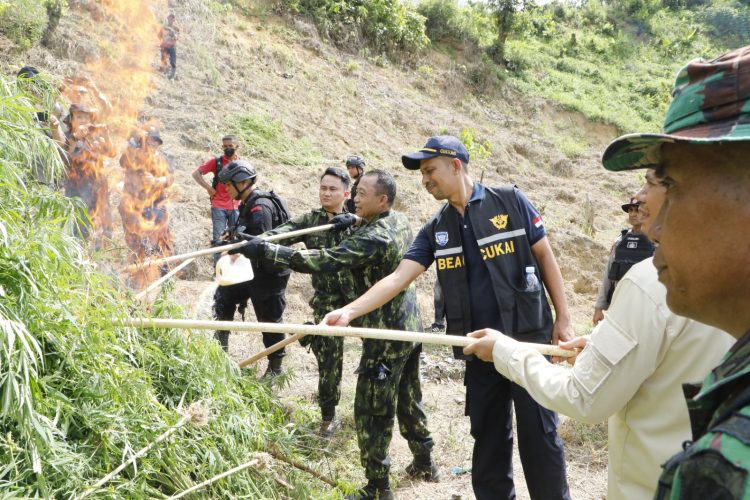 BNN Kembali Musnahkan Ladang Ganja Siap Panen di Aceh Utara. (Foto : ist)