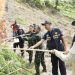 BNN Kembali Musnahkan Ladang Ganja Siap Panen di Aceh Utara. (Foto : ist)