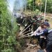 BNN RI Musnahkan Lahan Ganja di Aceh Utara. (Foto : ist)