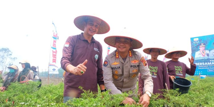 Kabid Humas Polda Jambi Hadiri Panen Cabe di Muarojambi. (Foto : ist)