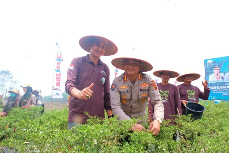 Kabid Humas Polda Jambi Hadiri Panen Cabe di Muarojambi. (Foto : ist)