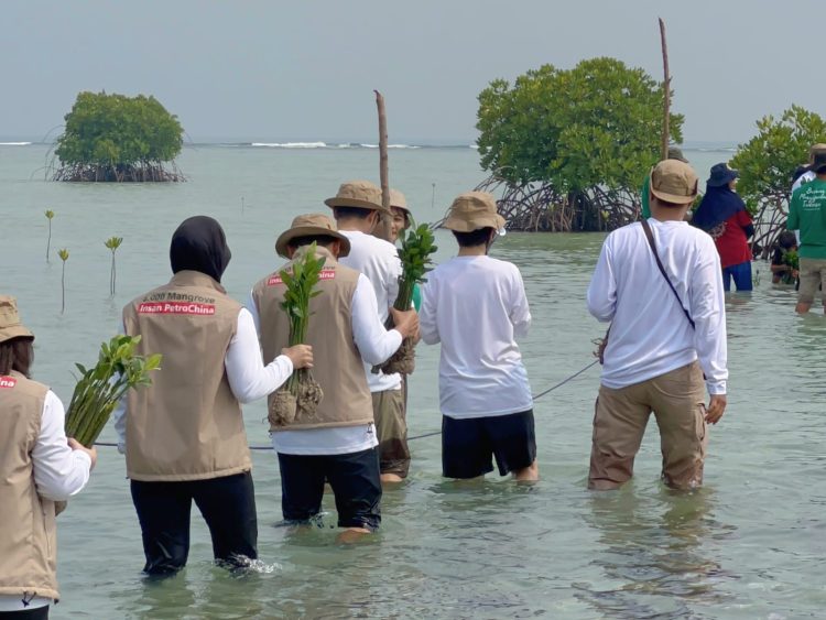 Insan PetroChina Menanam Harapan Melalui Donasi 5.000 Mangrove. (Foto : ist)