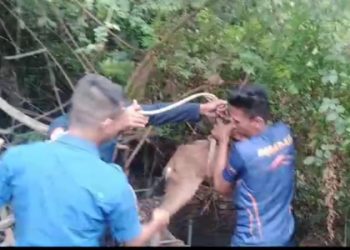 Personel Disdamkartan Kota Jambi Berjibaku Evakuasi Kambing Masuk Sumur. (Foto : screenshot video Disdamkartan Kota Jambi)