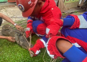 Personel Disdamkartan Kota Jambi Diterjunkan Evakuasi Biawak Mengamuk. (Foto : ist)