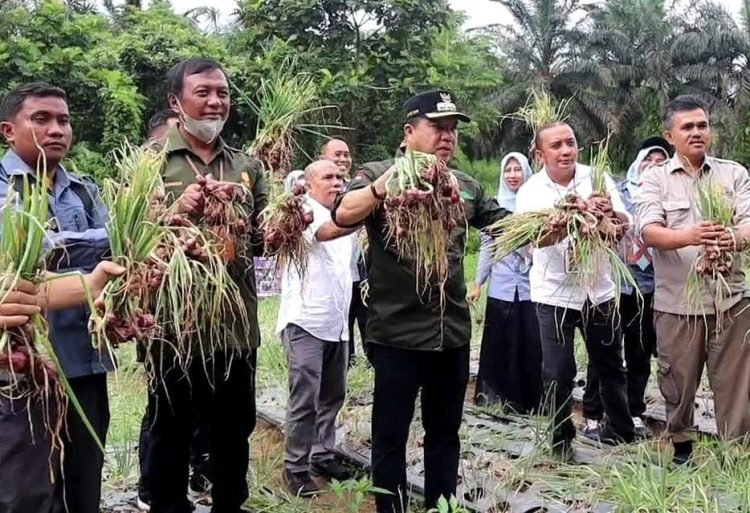 H Mukti Panen Perdana Bawang Merah. (Foto : ist)