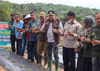 Pj Bupati Merangin Canangkan Gerakan Tanam Cabai. (Foto : ist)