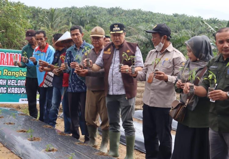 Pj Bupati Merangin Canangkan Gerakan Tanam Cabai. (Foto : ist)