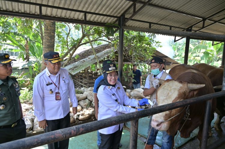 Sri Purwaningsih didampingi A Ridwan dan Letkol Muslim mengecek hewan kurban. (Foto : ist)