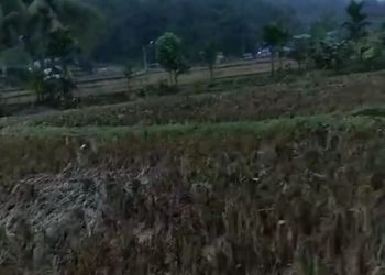 Disapu Banjir, Ratusan Hektar Sawah Desa Talago Gunung Sawahlunto Gagal Panen. (Foto : ist)