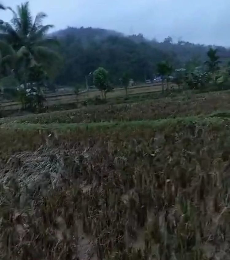 Disapu Banjir, Ratusan Hektar Sawah Desa Talago Gunung Sawahlunto Gagal Panen. (Foto : ist)