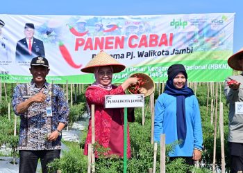 Kendalikan Inflasi Jelang Idul Adha, Pj Wali Kota Jambi Panen Cabai. (Foto : ist)