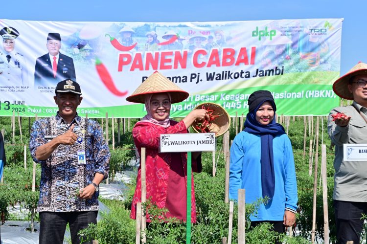 Kendalikan Inflasi Jelang Idul Adha, Pj Wali Kota Jambi Panen Cabai. (Foto : ist)