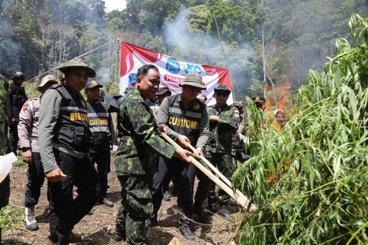 BNN Musnahkan Lahan Ganja di Aceh Besar. (Foto : ist)