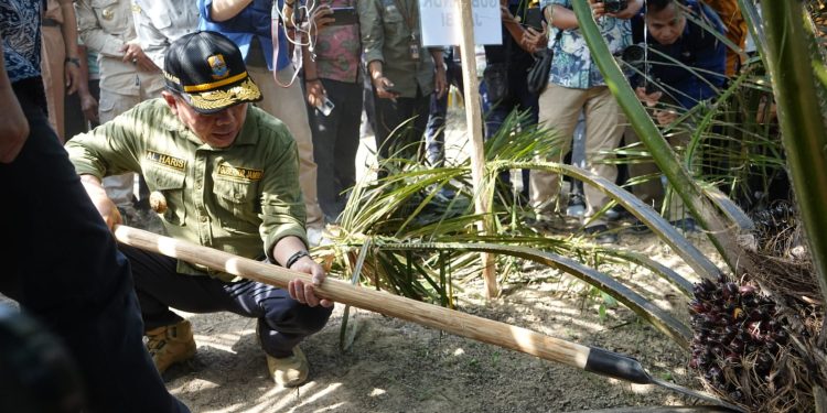 Gubernur Al Haris sebut Aksi Nyata PLTB Buahkan Hasil yang Memuaskan. (Foto : ist)