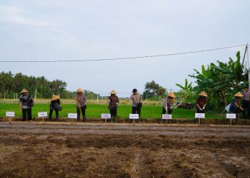 Dukung Ketahanan Pangan Nasional, Kakorbinmas Baharkam Polri Semai Padi di Kulonprogo. (Foto : ist)