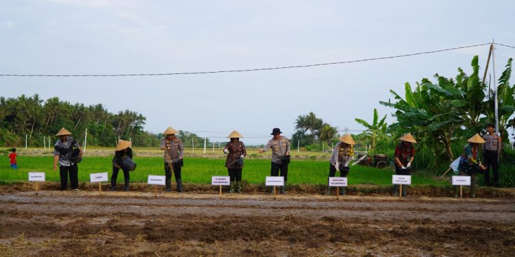 Dukung Ketahanan Pangan Nasional, Kakorbinmas Baharkam Polri Semai Padi di Kulonprogo. (Foto : ist)