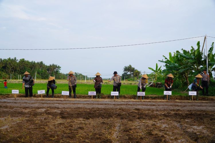 Dukung Ketahanan Pangan Nasional, Kakorbinmas Baharkam Polri Semai Padi di Kulonprogo. (Foto : ist)