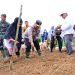 Dukung Asta Cita Presiden, Wakapolda Jambi Tanam Bibit Jagung di Bungo. (Foto : ist)