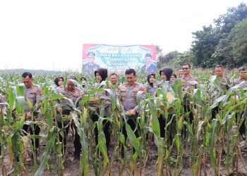 Polda Jambi Panen Raya Jagung Perdana Dukung Ketahanan Pangan. (Foto : ist)