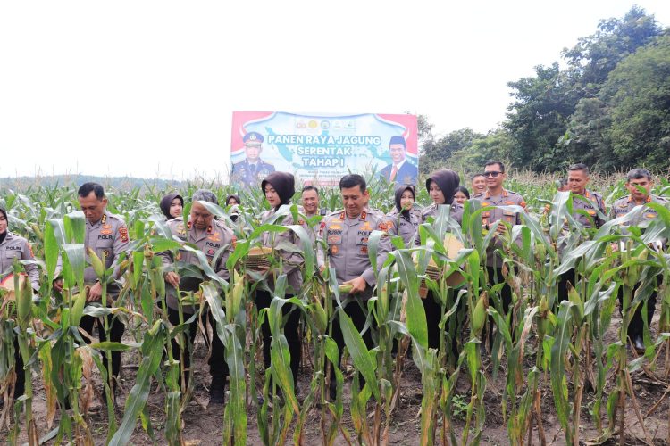 Polda Jambi Panen Raya Jagung Perdana Dukung Ketahanan Pangan. (Foto : ist)