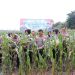 Polda Jambi Panen Raya Jagung Perdana Dukung Ketahanan Pangan. (Foto : ist)