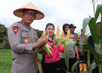 Dukung Penuh Ketahanan Pangan, Kapolresta Jambi Panen Jagung Serentak. (Foto : ist)