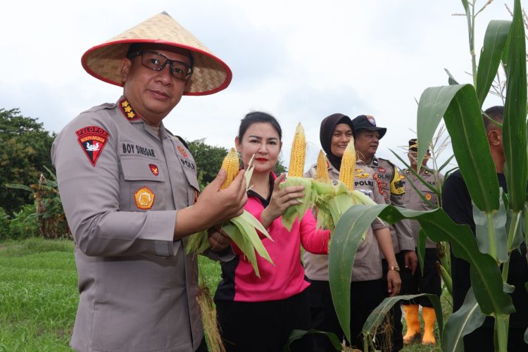 Dukung Penuh Ketahanan Pangan, Kapolresta Jambi Panen Jagung Serentak. (Foto : ist)