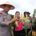 Dukung Penuh Ketahanan Pangan, Kapolresta Jambi Panen Jagung Serentak. (Foto : ist)