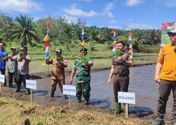 Wabup Merangin tanam padi serentak se-provinsi Jambi. (Foto : ist)