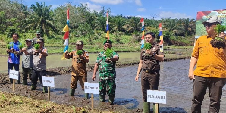 Wabup Merangin tanam padi serentak se-provinsi Jambi. (Foto : ist)