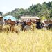 Gubernur Al Haris: Pemprov dan Pemkab Bersinergi Benahi Sistem Pertanian Agar Hasil Meningkat. (Foto : ist)