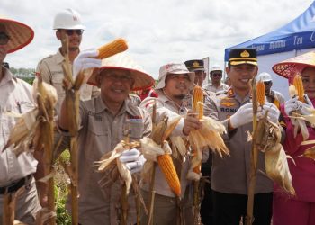 Wabup dan Kapolres Panen Raya Jagung di Kebun KDA. (Foto : ist)