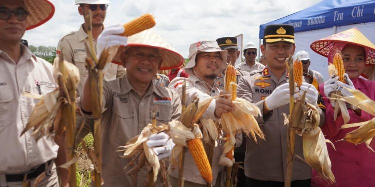 Wabup dan Kapolres Panen Raya Jagung di Kebun KDA. (Foto : ist)