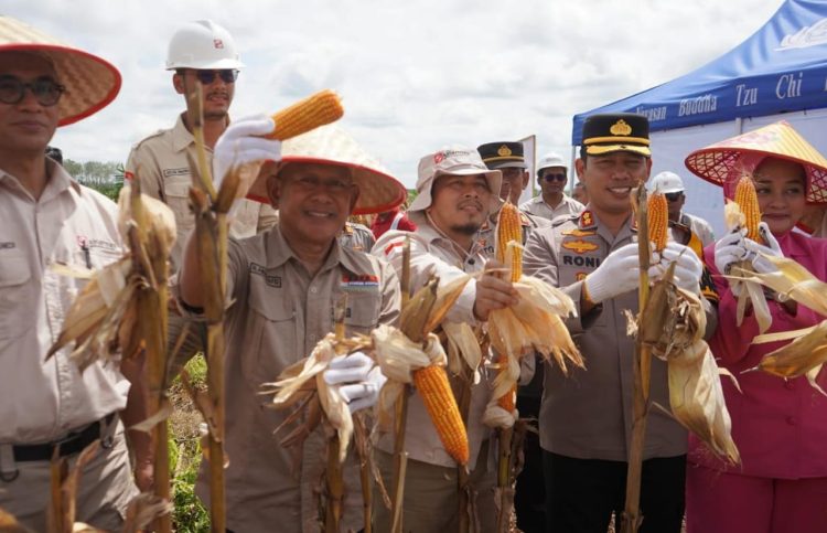 Wabup dan Kapolres Panen Raya Jagung di Kebun KDA. (Foto : ist)