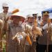 Wabup dan Kapolres Panen Raya Jagung di Kebun KDA. (Foto : ist)