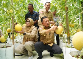 Gubernur Jambi panen melon premium di Tanjabtim. (Foto : ist)