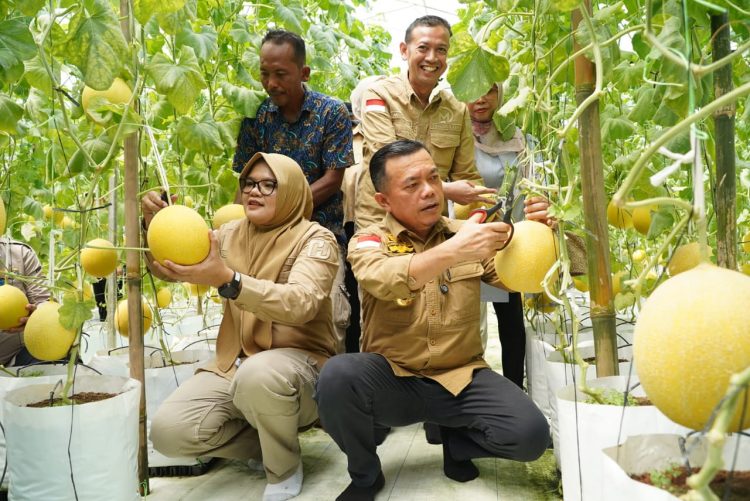 Gubernur Jambi panen melon premium di Tanjabtim. (Foto : ist)
