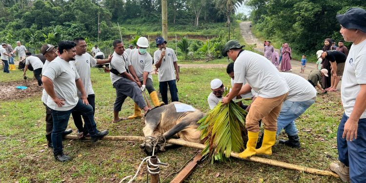 Proses pemotongan hewan. (Foto : ist)