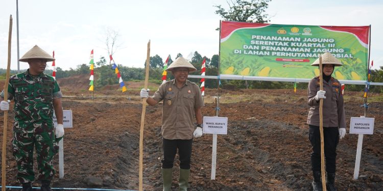 Wabup Khafid tanam jagung bersama Forkompinda Merangin. (Foto : ist)