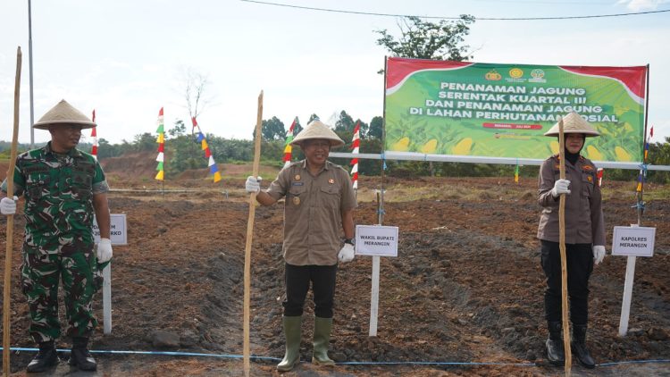 Wabup Khafid tanam jagung bersama Forkompinda Merangin. (Foto : ist)